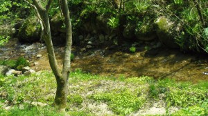 IMGP0526