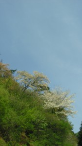 IMGP0528