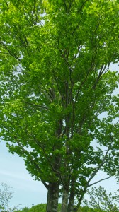 IMGP0533