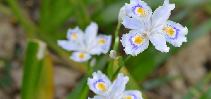 シャガの花