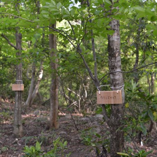 ウワミズザクラ