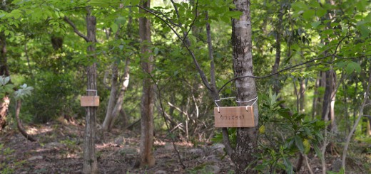 ウワミズザクラ