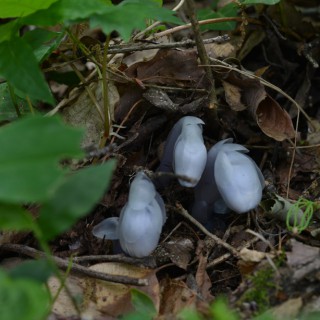 ギンリョウソウ