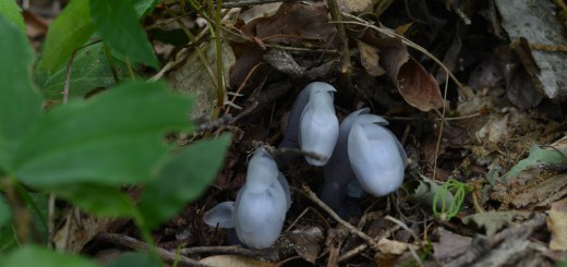 ギンリョウソウ