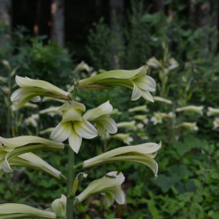 オオウバユリの群生
