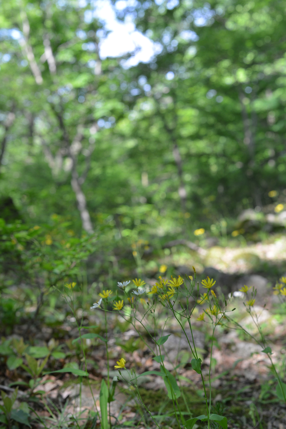 梅雨前20160521-03