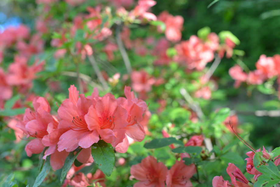 梅雨前20160521-01