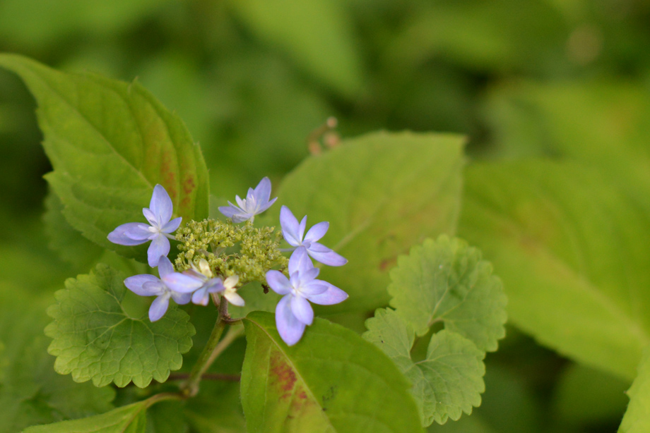 ヤマアジサイ20160603