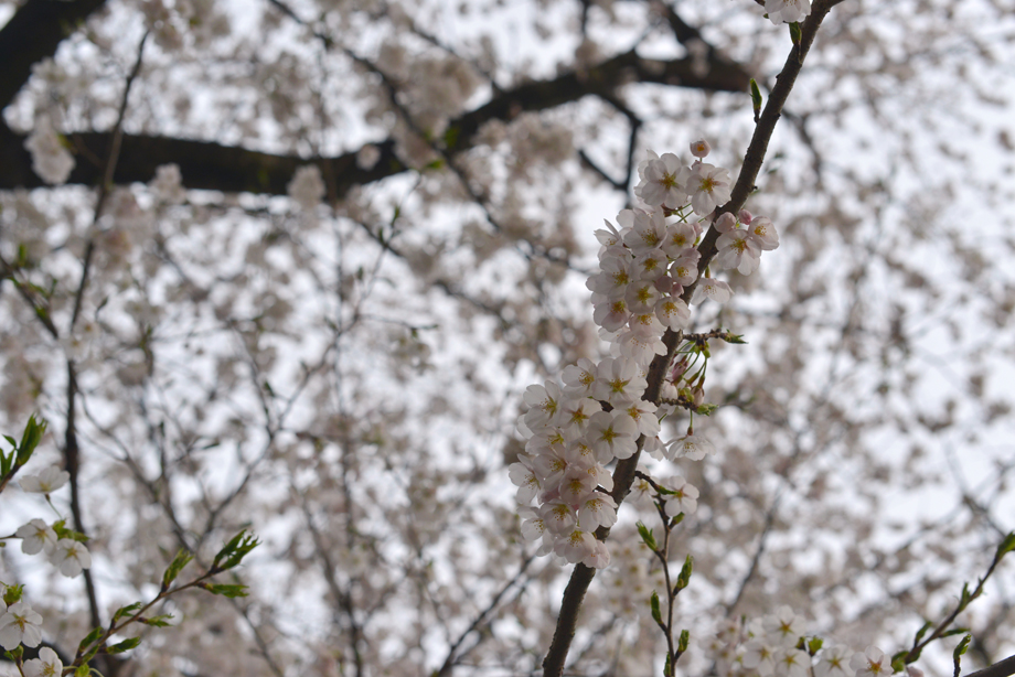 サクラ(2017/4/16)