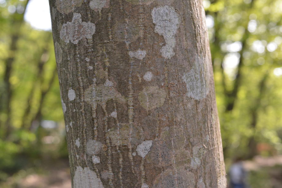 ヤマモミジの樹皮