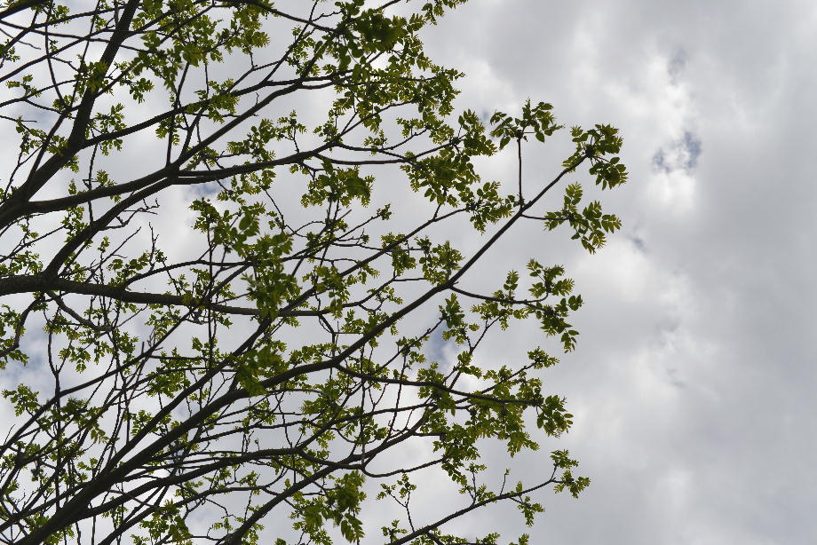 カラスザンショウ