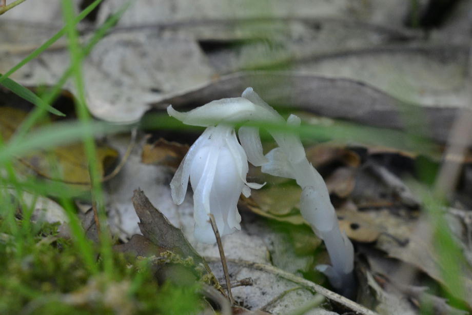 ギンリョウソウ