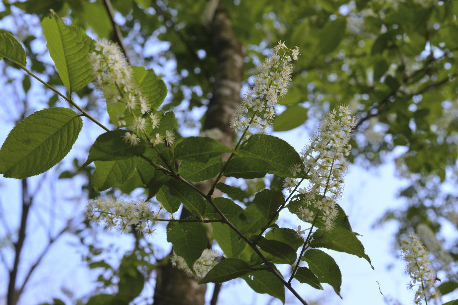 ウワミズザクラの花