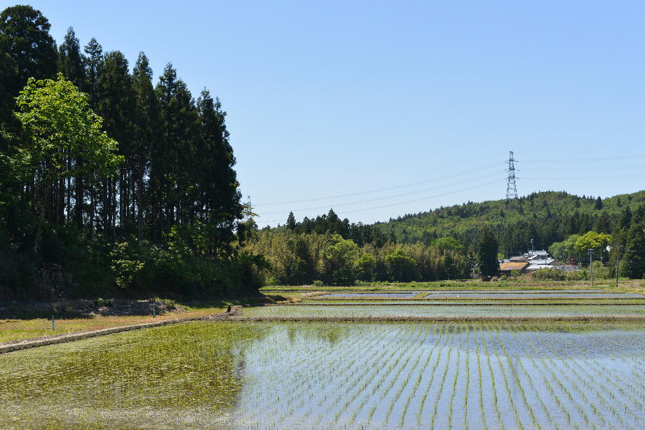 田んぼ