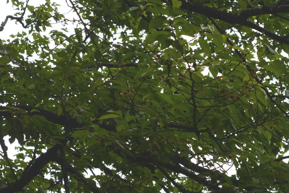 ヤマザクラの実