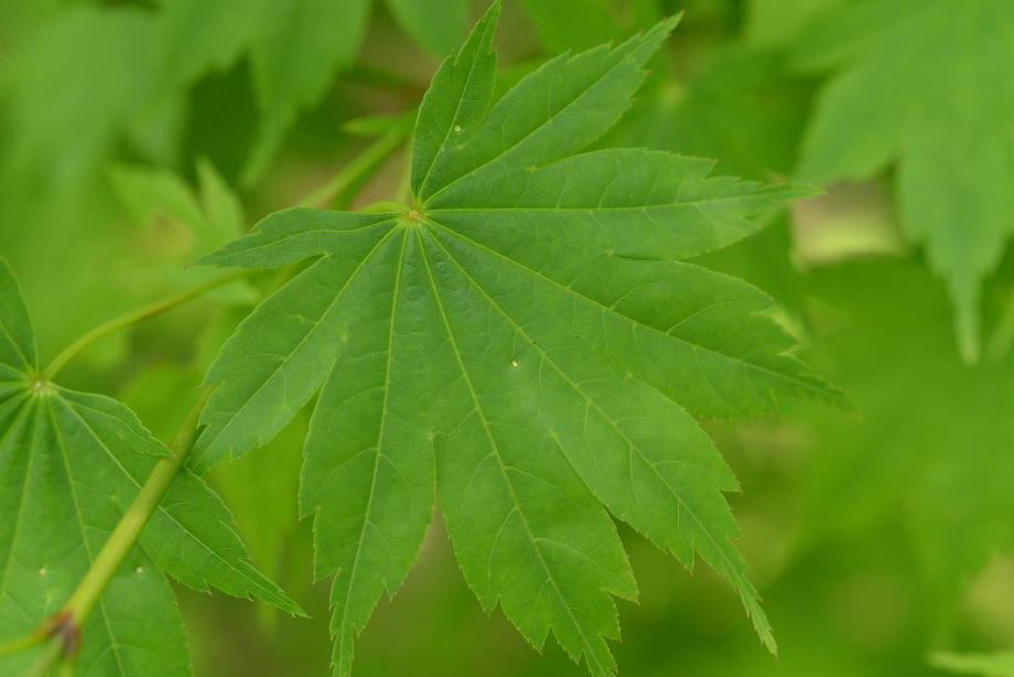 ヤマモミジの葉