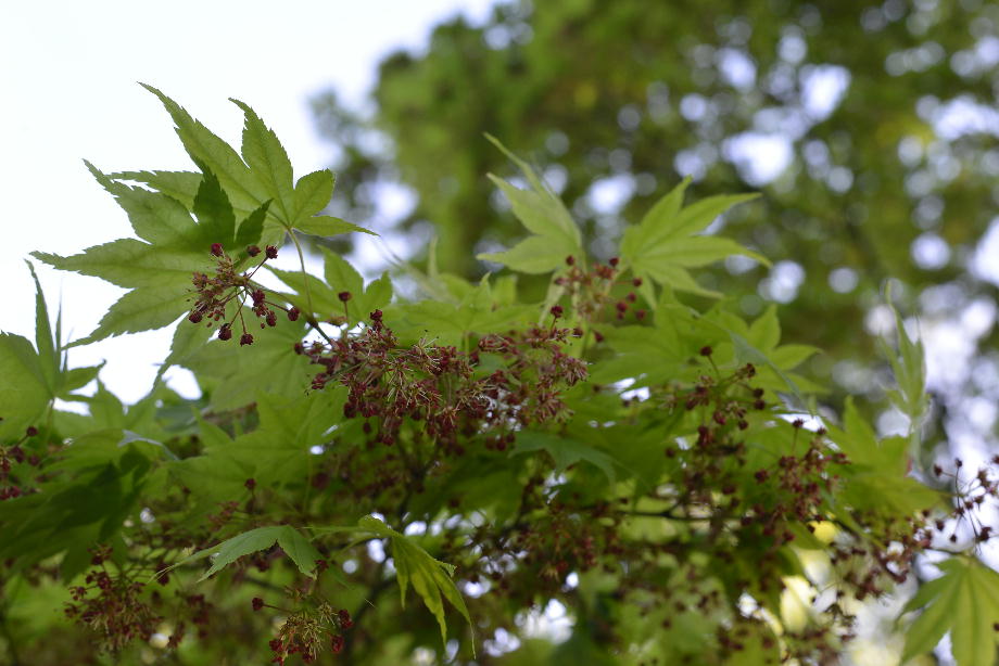 ヤマモミジの花