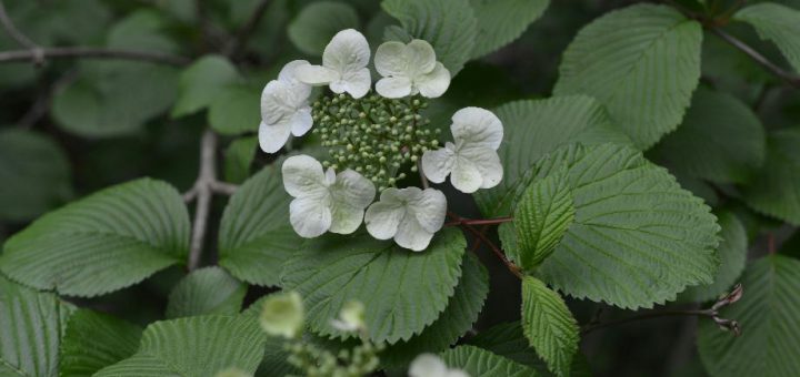 ヤブデマリの花