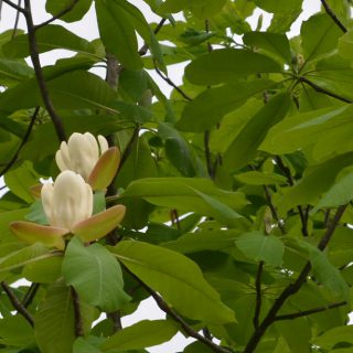 ホオノキの花