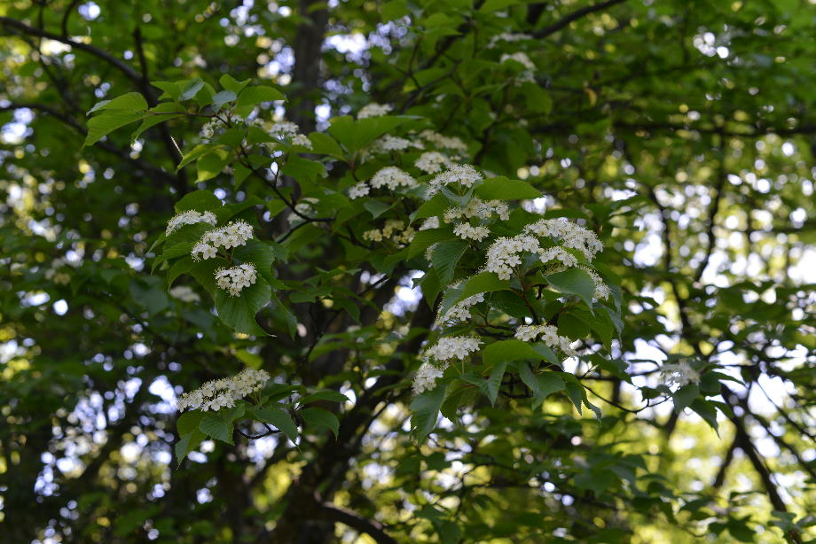 アズキナシの花