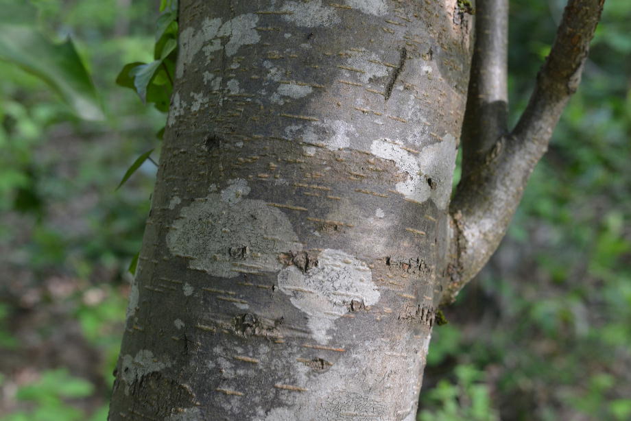 ウワミズザクラの樹皮