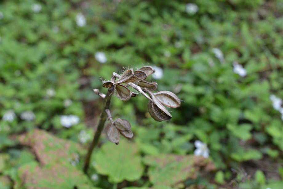 オオウバユリの立ち枯れた茎