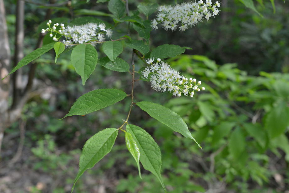 ウワミズザクラの花