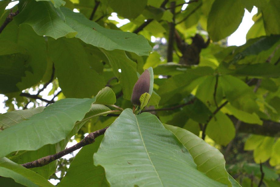 ホオノキの蕾