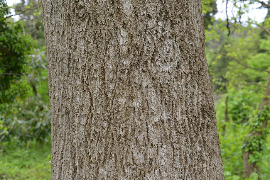 ユリノキの樹皮