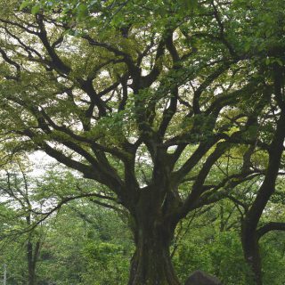 いこいの森の主