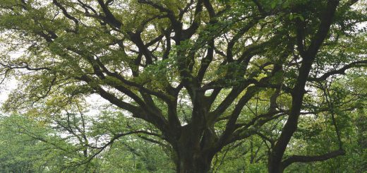 いこいの森の主