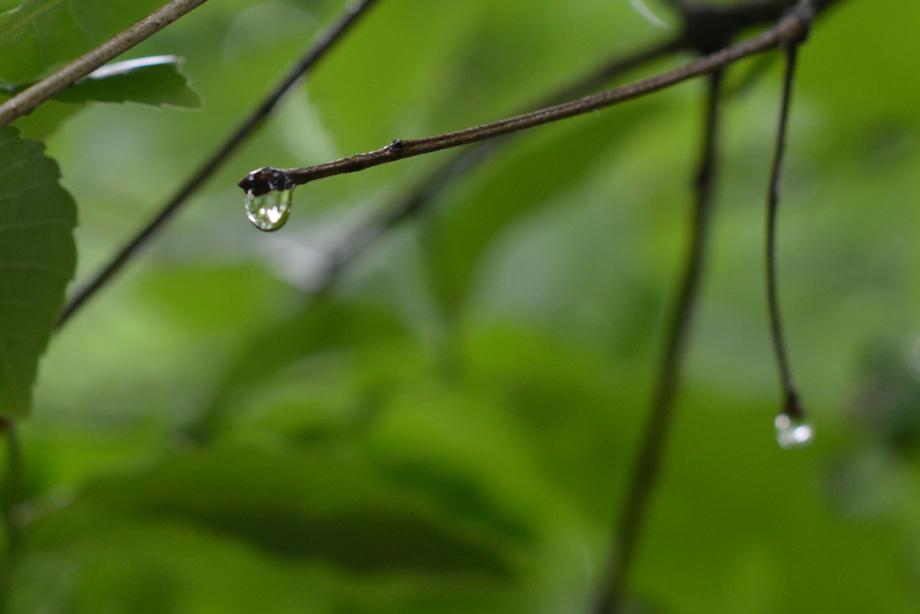 雨のしずく