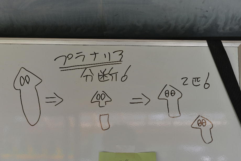 プラナリアの切断の図