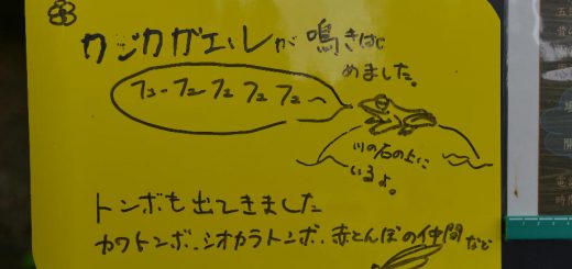 カジカガエル看板