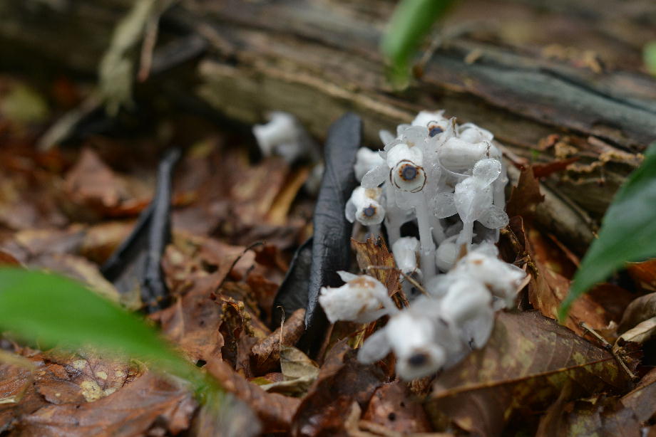 ギンリョウソウ