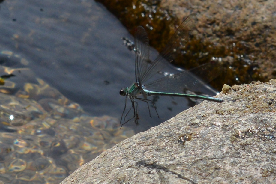 飛んでいるカワトンボ