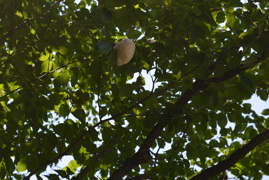 モリアオガエルの泡巣(あわす)