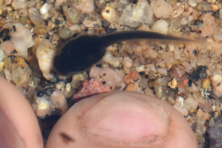 オタマジャクシ