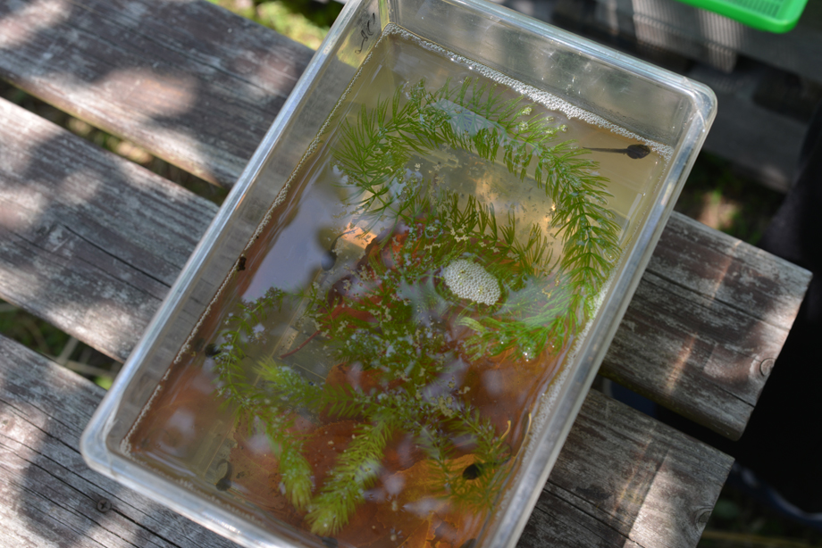 モリアオガエルのオタマジャクシ