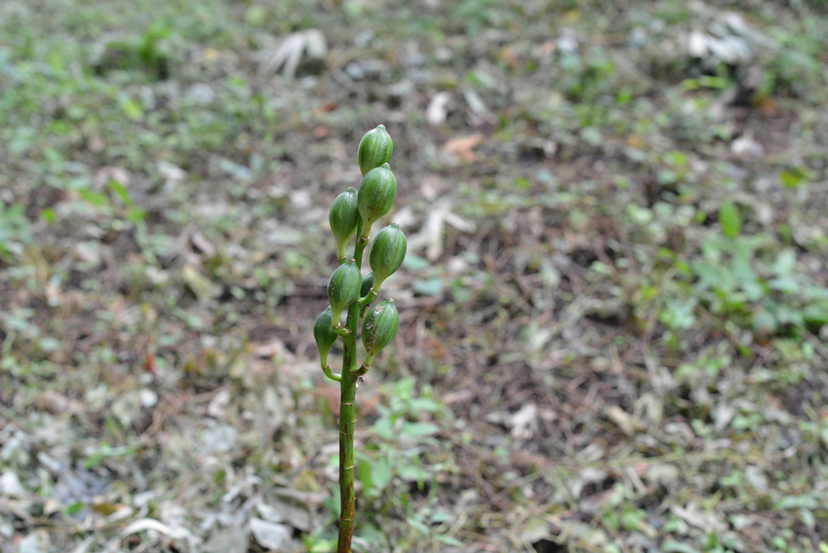 オオウバユリの実