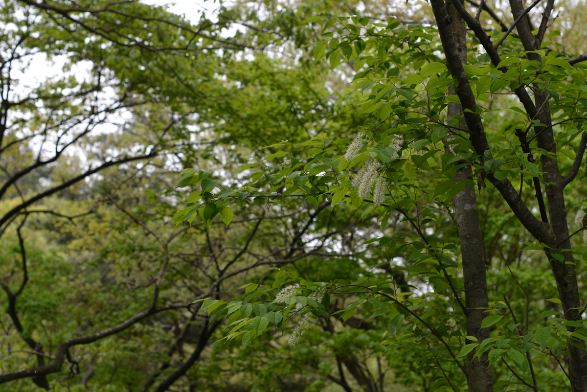 ウワミズザクラ