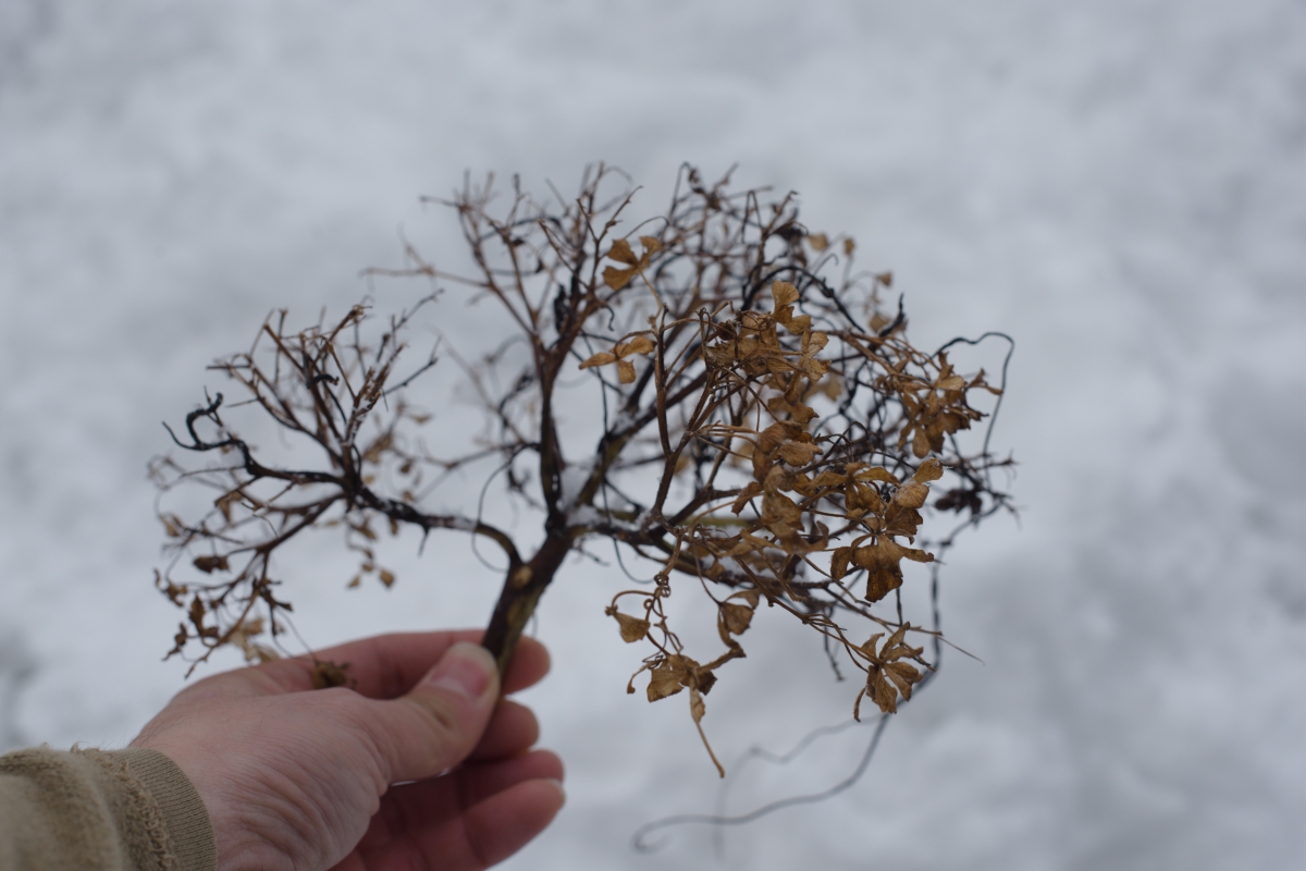 あじさいの花が枯れた