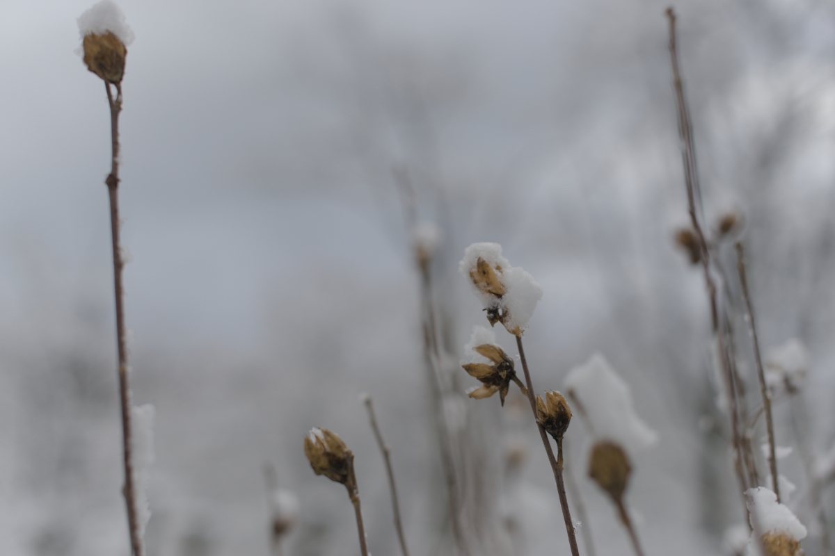 にょきっと立ってる
