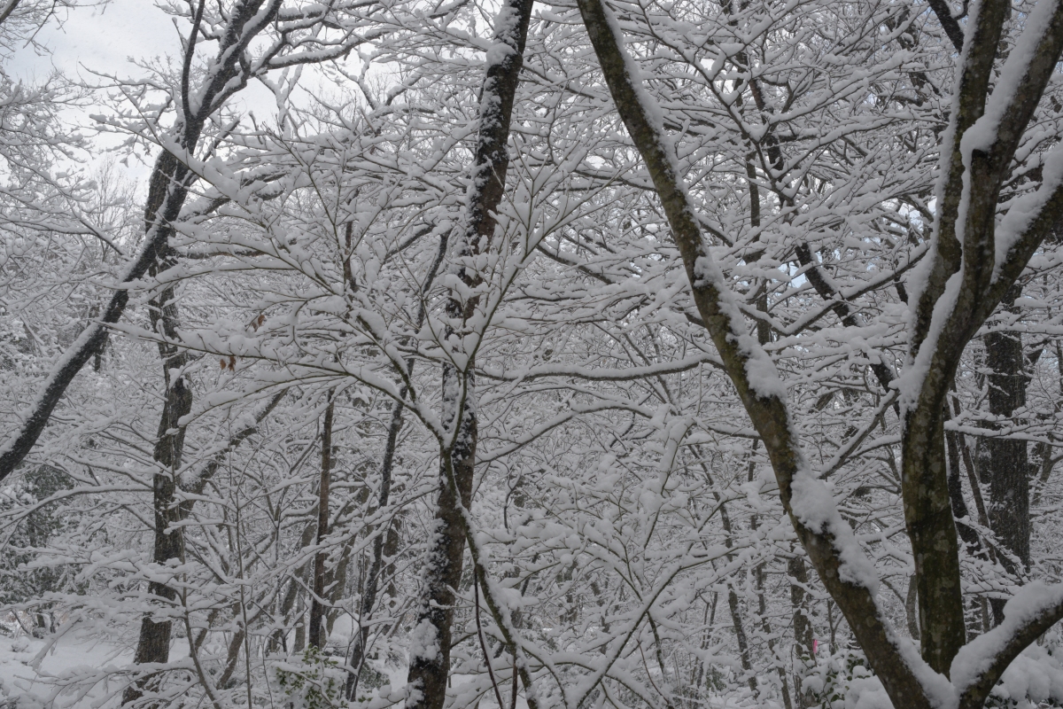 雪と森