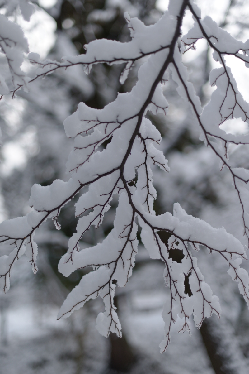 雪と枝