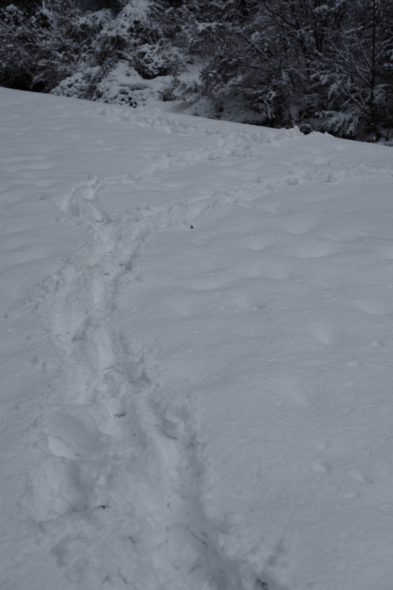 雪の中を歩いた