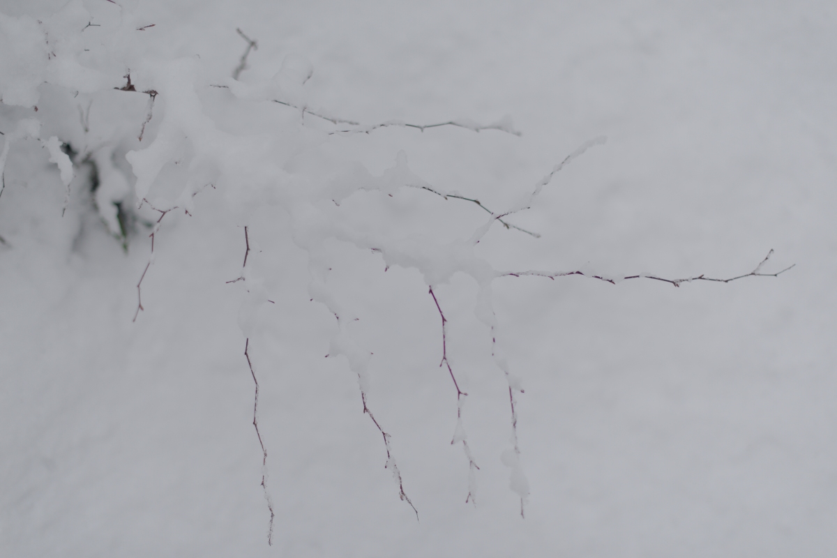 雪の中で頑張る枝