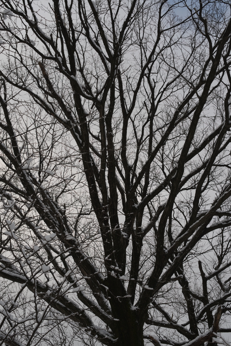 冬の木