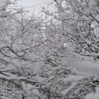 雪と枝だらけ