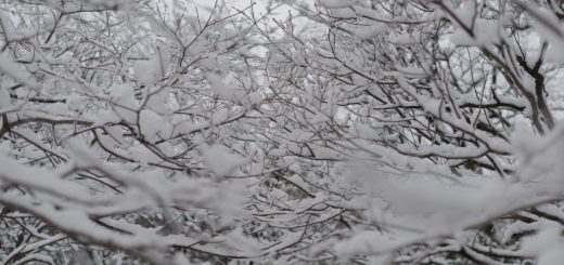 雪と枝だらけ